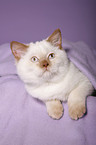 british shorthair kitten