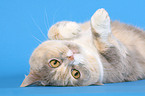 wallowing British Shorthair