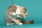 playing British Shorthair