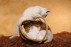 playing British Shorthair kitten