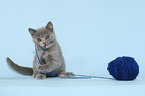 playing British Shorthair Kitten