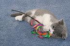 playing British Shorthair Kitten