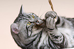 playing british shorthair tomcat