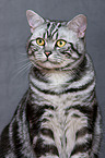 british shorthair tomcat portrait