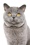 British Shorthair tomcat