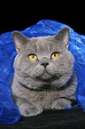 British Shorthair tomcat