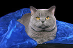 British Shorthair tomcat