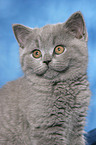 British Shorthair kitten