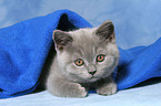 British Shorthair kitten