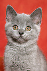 British Shorthair kitten