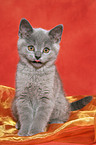 British Shorthair kitten