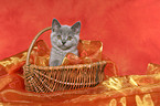 British Shorthair kitten