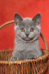 British Shorthair kitten