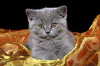 British Shorthair kitten