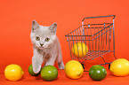 walking British Shorthair Kitten