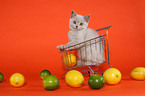 British Shorthair Kitten in shopping trolley