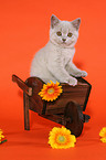 British Shorthair Kitten in wheelbarrow