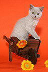 British Shorthair Kitten in wheelbarrow