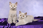 2 British Shorthair Kitten