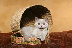 British Shorthair Kitten in basket