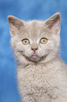 British Shorthair Kitten Portrait