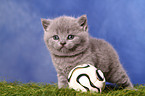 British Shorthair Kitten