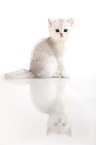 British Shorthair Kitten