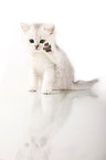 British Shorthair Kitten