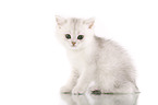 British Shorthair Kitten