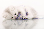 British Shorthair Kitten