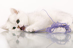 British Shorthair Kitten