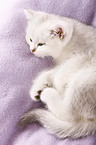British Shorthair Kitten