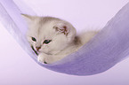 British Shorthair Kitten