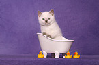 British Shorthair Kitten