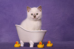 British Shorthair Kitten