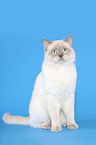 sitting British Shorthair Tomcat