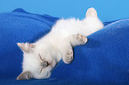 sleeping British Shorthair Kitten