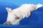 sleeping British Shorthair Kitten