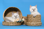 2 British Shorthair Kitten