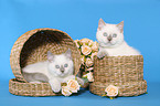 2 British Shorthair Kitten