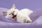 yawning British Shorthair Kitten