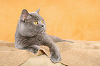 lying British Shorthair