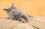 lying British Shorthair