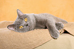 lying British Shorthair