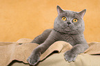 lying British Shorthair