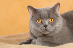 lying British Shorthair