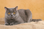 lying British Shorthair