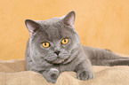 lying British Shorthair