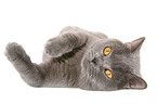 lying British Shorthair