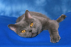 lying British Shorthair